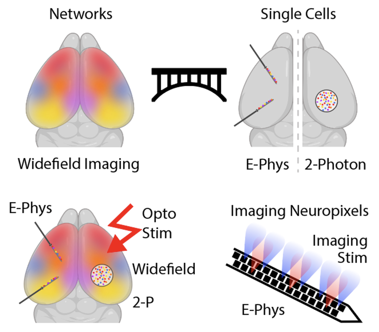 singleCellNetworks